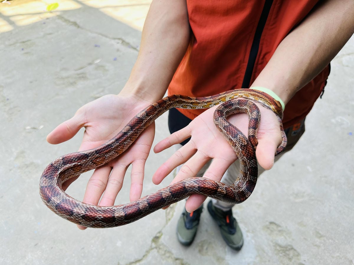 【築夢森居】嘉義親子旅行必訪!野奢豪華露營車開箱,超多元體驗