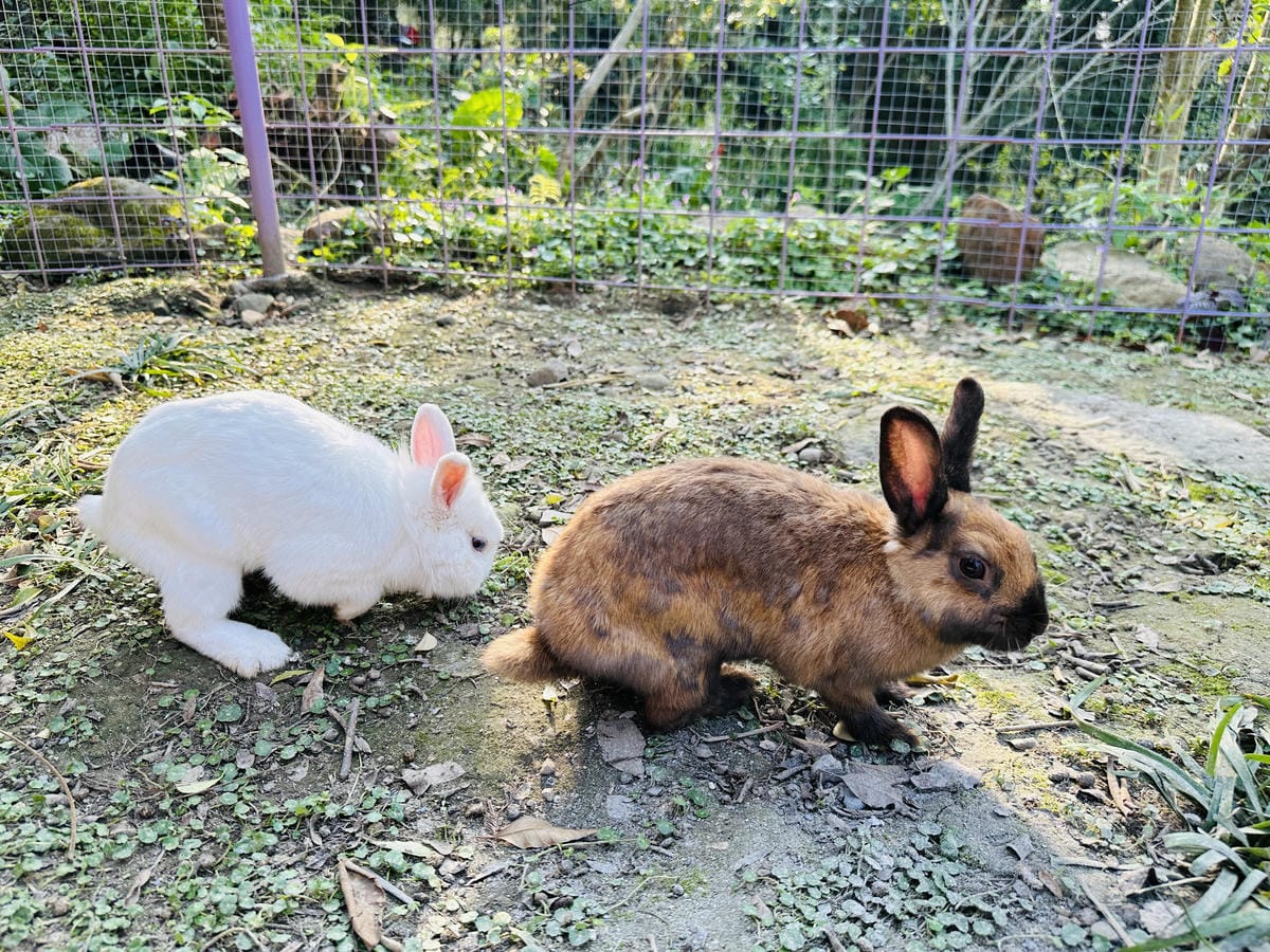 【築夢森居】嘉義親子旅行必訪!野奢豪華露營車開箱,超多元體驗