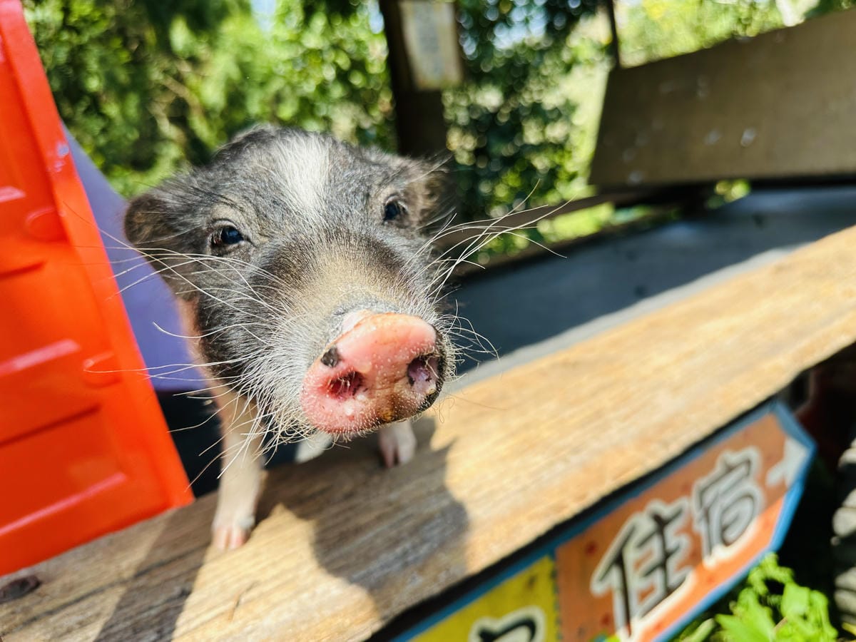 【築夢森居】嘉義親子旅行必訪!野奢豪華露營車開箱,超多元體驗