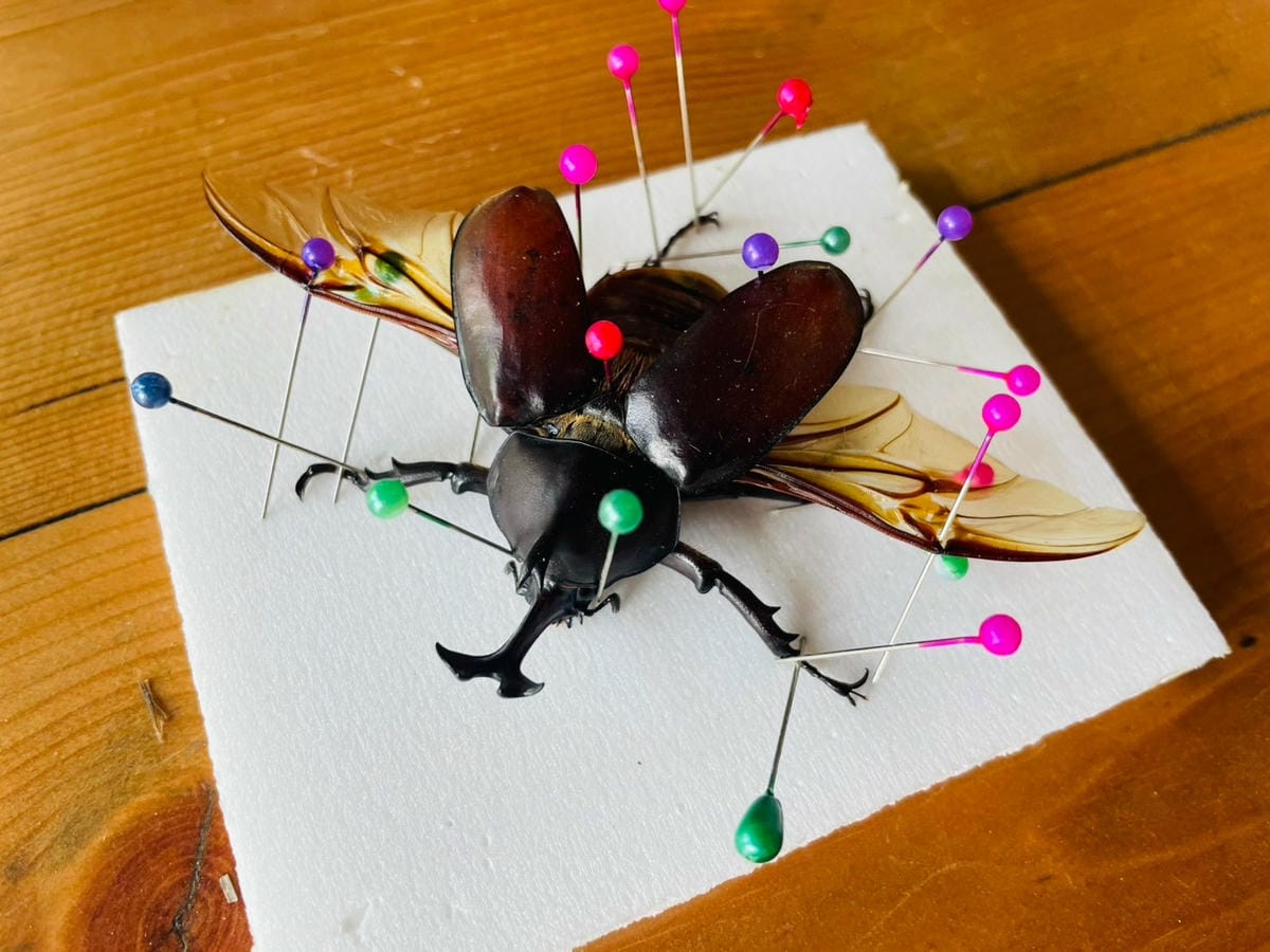 【築夢森居】嘉義親子旅行必訪!野奢豪華露營車開箱,超多元體驗