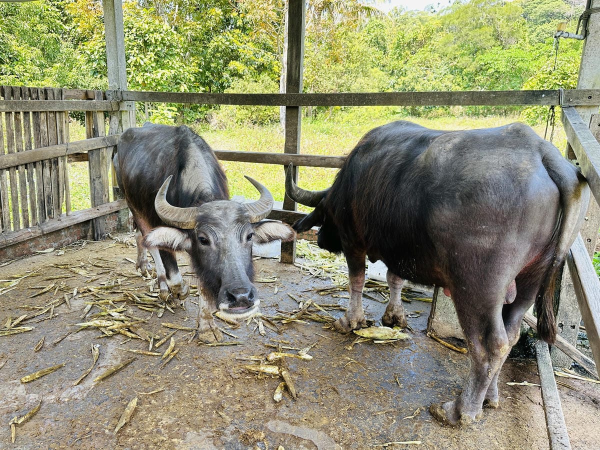 【築夢森居】嘉義親子旅行必訪!野奢豪華露營車開箱,超多元體驗