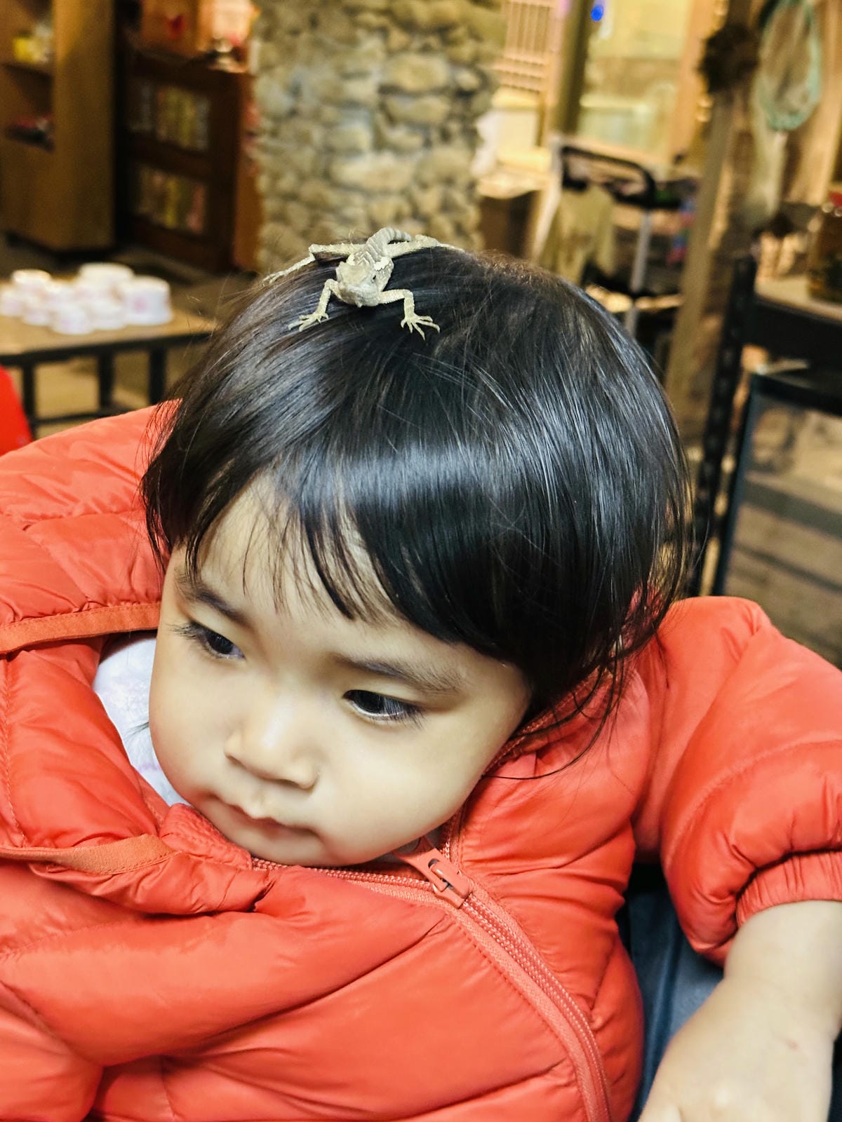 【築夢森居】嘉義親子旅行必訪!野奢豪華露營車開箱,超多元體驗