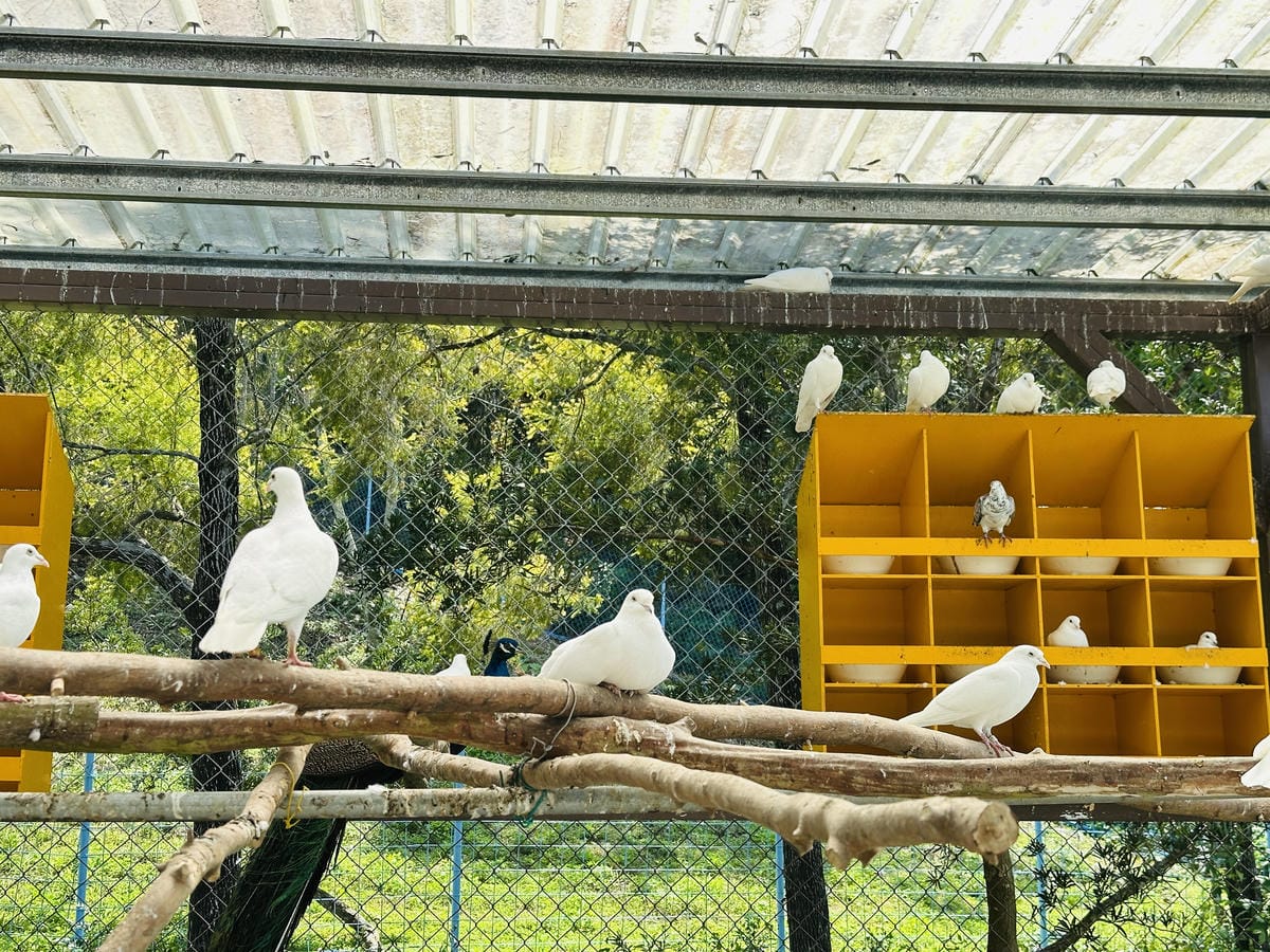 【築夢森居】嘉義親子旅行必訪!野奢豪華露營車開箱,超多元體驗