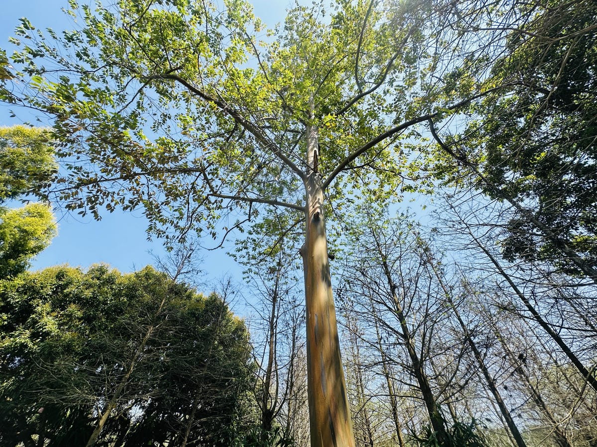 【築夢森居】嘉義親子旅行必訪!野奢豪華露營車開箱,超多元體驗