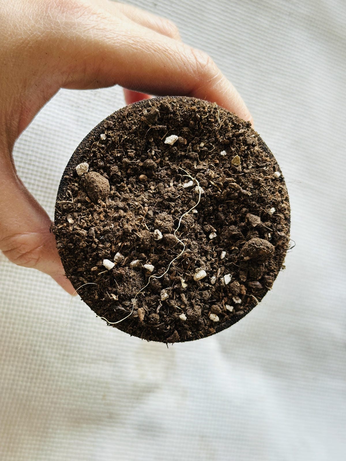 【築夢森居】嘉義親子旅行必訪!野奢豪華露營車開箱,超多元體驗