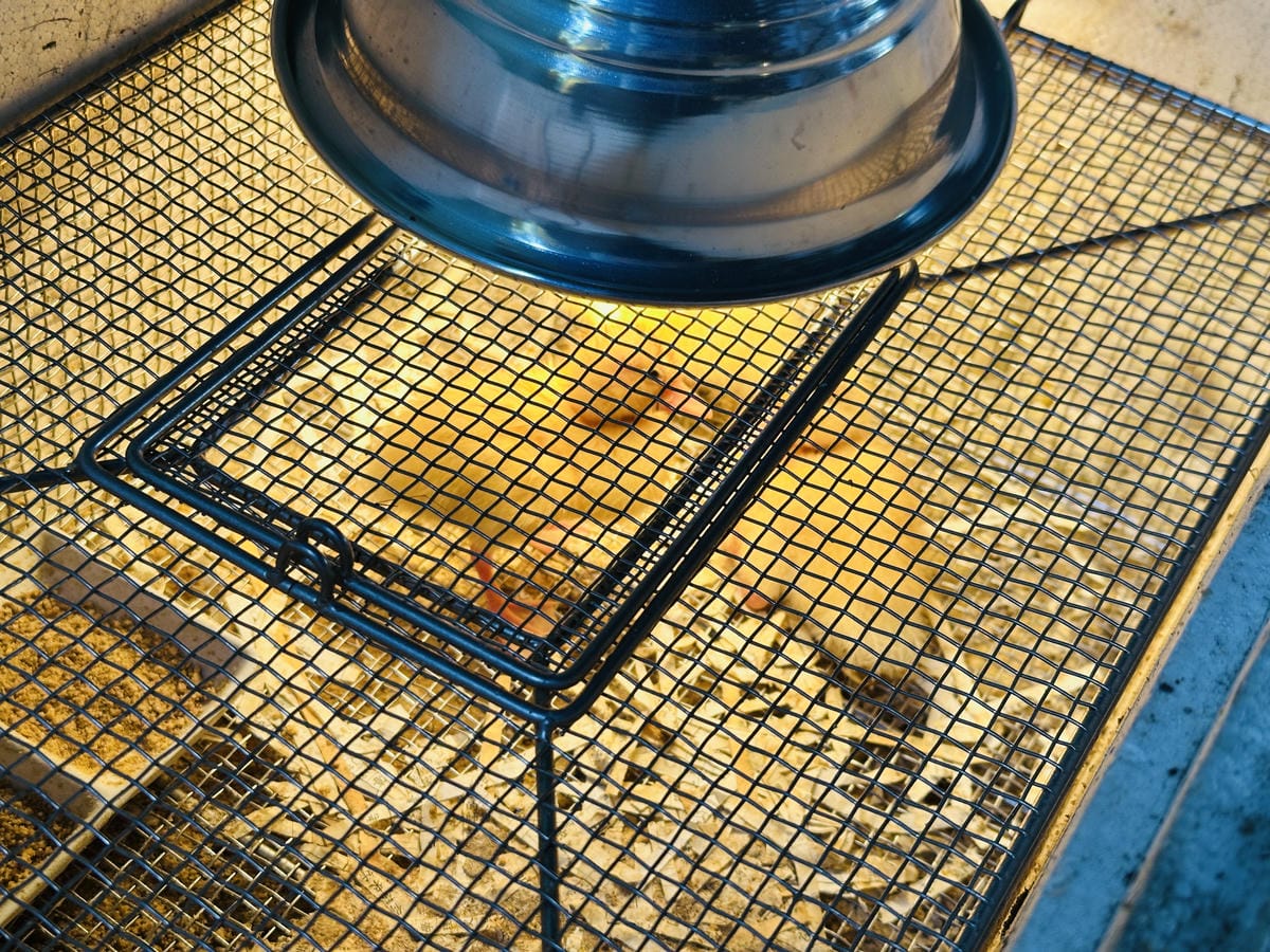 【築夢森居】嘉義親子旅行必訪!野奢豪華露營車開箱,超多元體驗