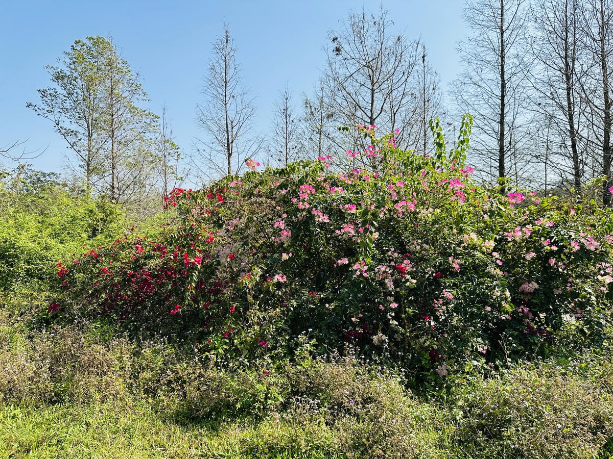 【築夢森居】嘉義親子旅行必訪!野奢豪華露營車開箱,超多元體驗