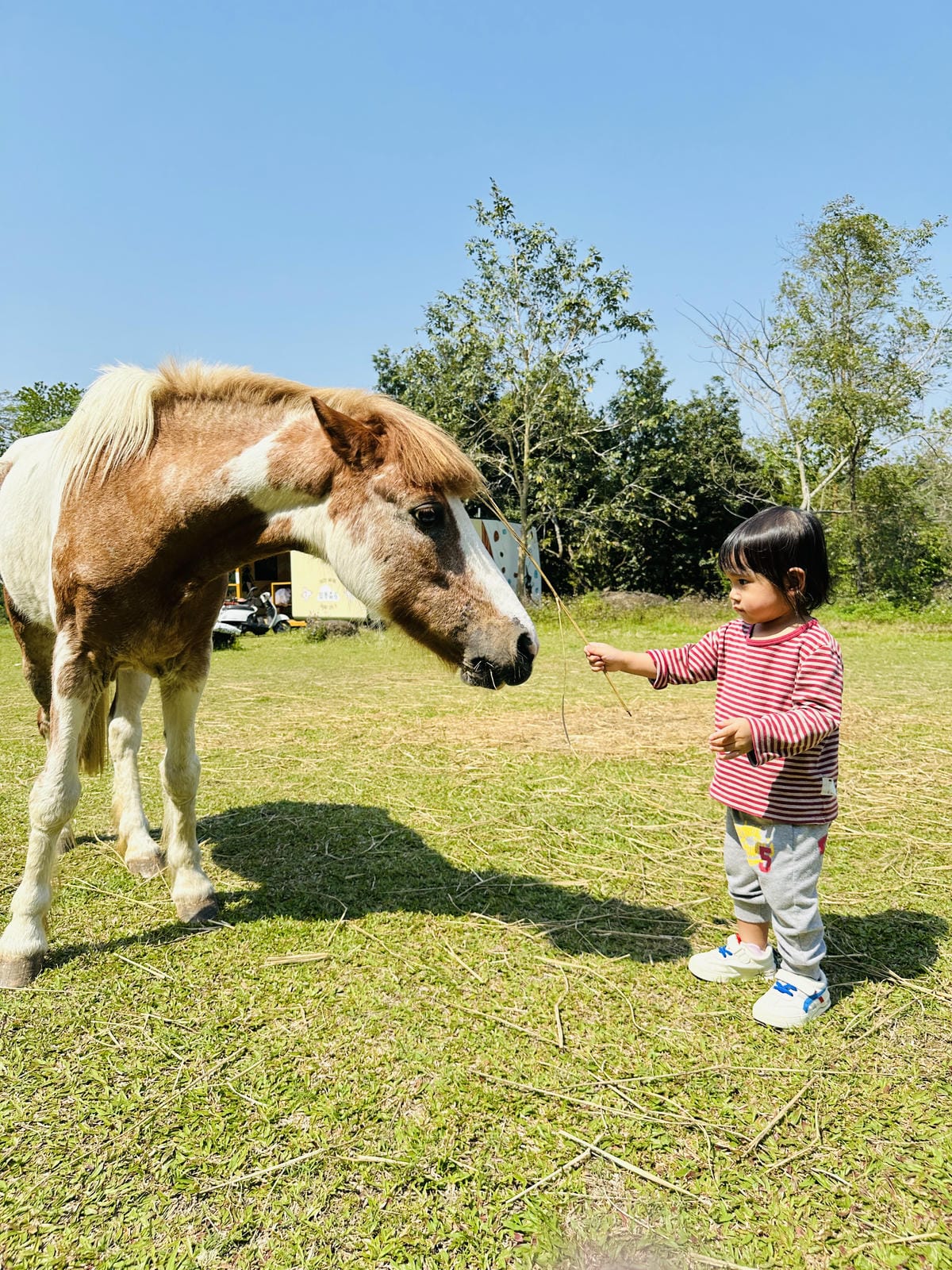 【築夢森居】嘉義親子旅行必訪!野奢豪華露營車開箱,超多元體驗