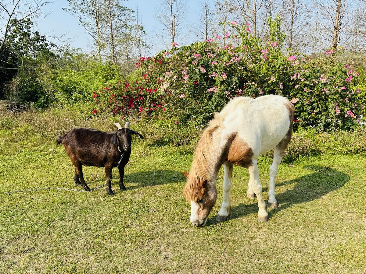 【築夢森居】嘉義親子旅行必訪!野奢豪華露營車開箱,超多元體驗
