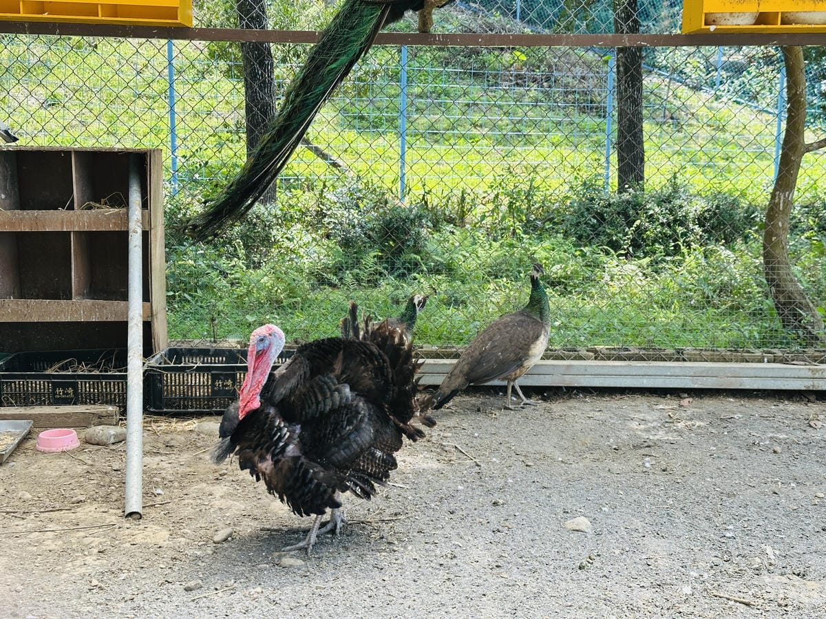 【築夢森居】嘉義親子旅行必訪!野奢豪華露營車開箱,超多元體驗