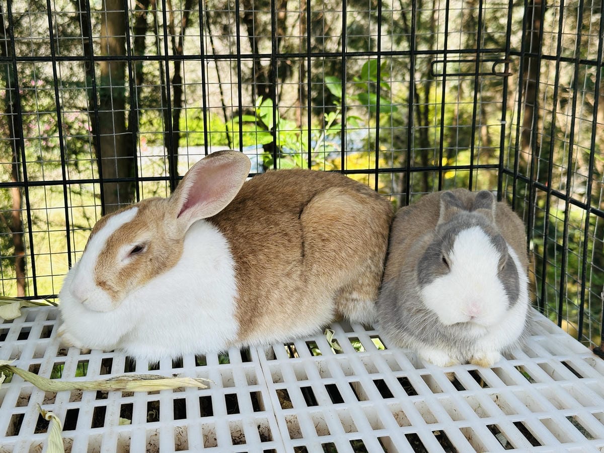 【築夢森居】嘉義親子旅行必訪!野奢豪華露營車開箱,超多元體驗