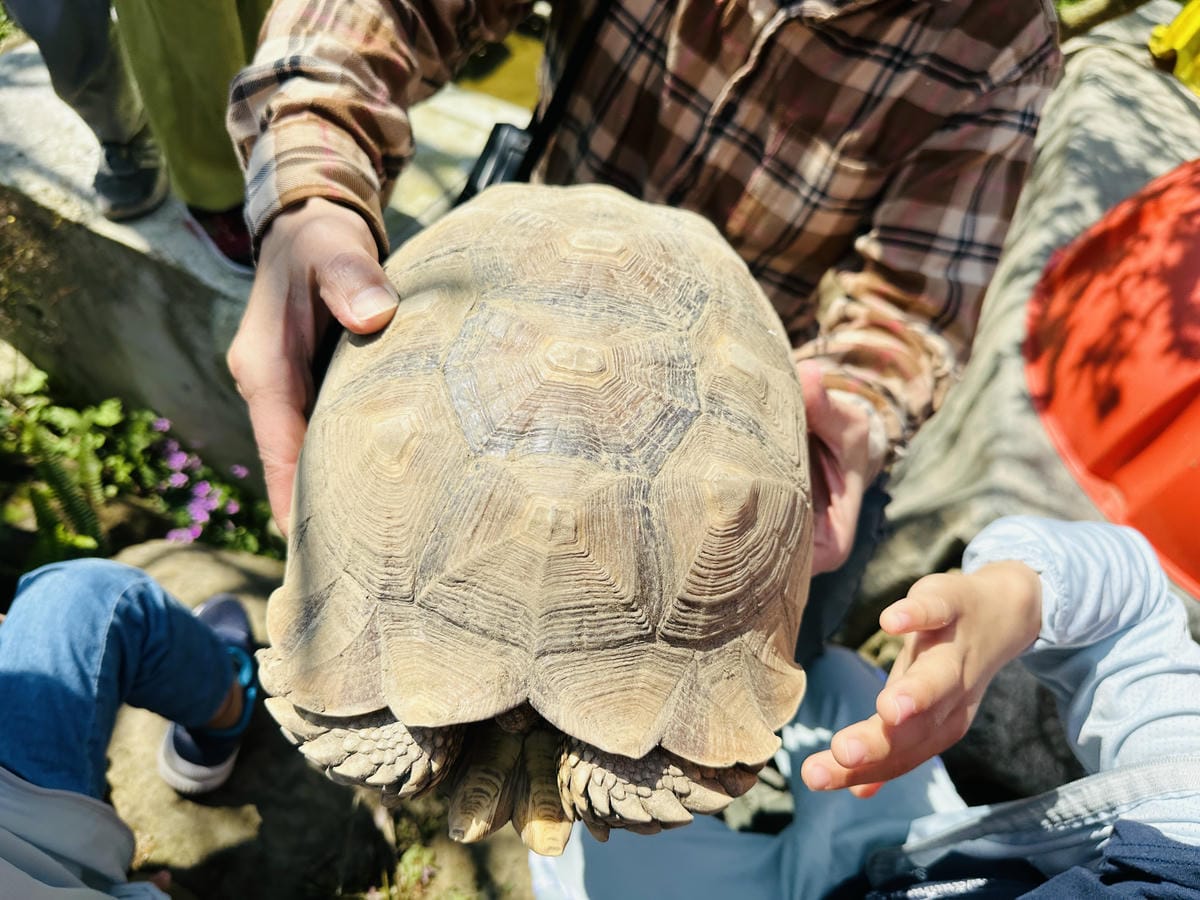 【築夢森居】嘉義親子旅行必訪!野奢豪華露營車開箱,超多元體驗