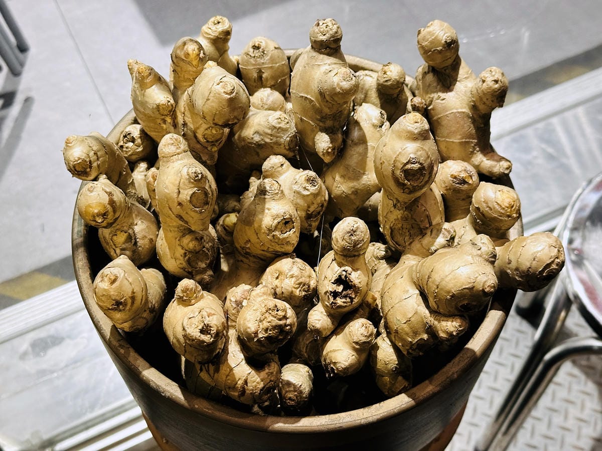 【一桶薑母鴨,一桶活蝦】春夏限定新菜單登場!蔬果龍骨鍋、活蝦