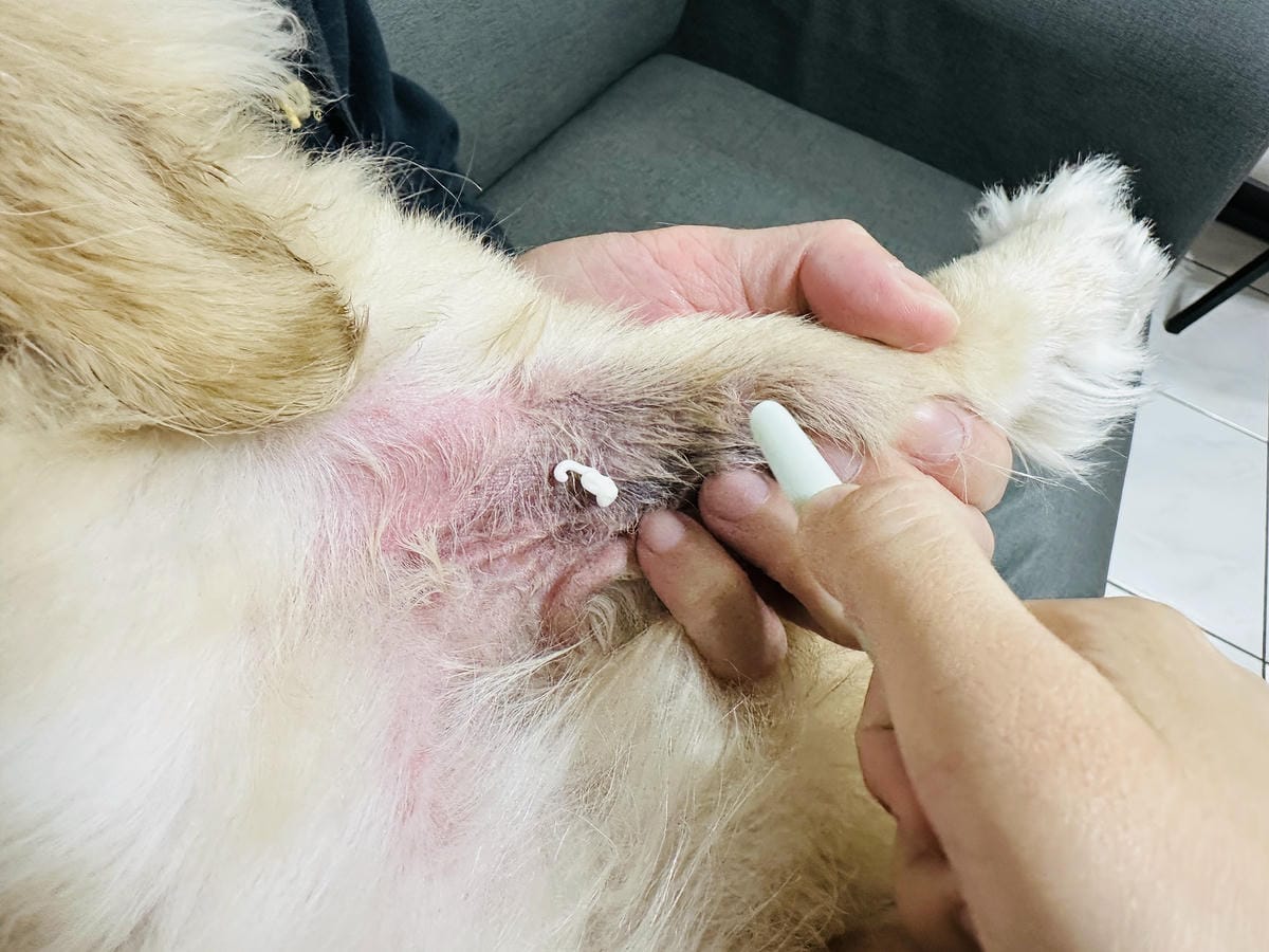 20250423【歸毛家族】寵物肌膚救星『舒敏保濕洗毛乳』+