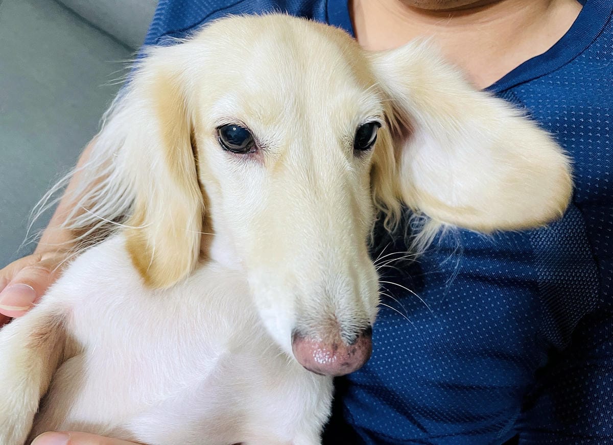 20250423【歸毛家族】寵物肌膚救星『舒敏保濕洗毛乳』+