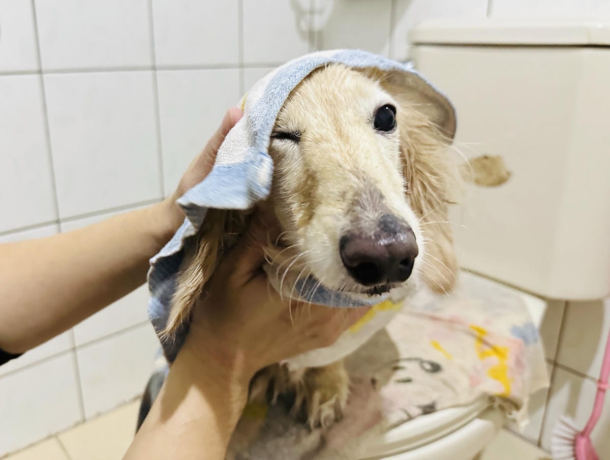 20250423【歸毛家族】寵物肌膚救星『舒敏保濕洗毛乳』+