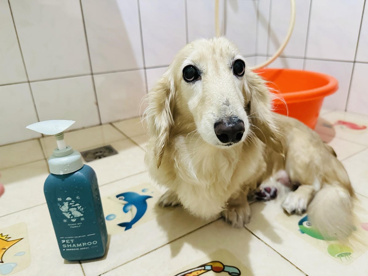 20250423【歸毛家族】寵物肌膚救星『舒敏保濕洗毛乳』+