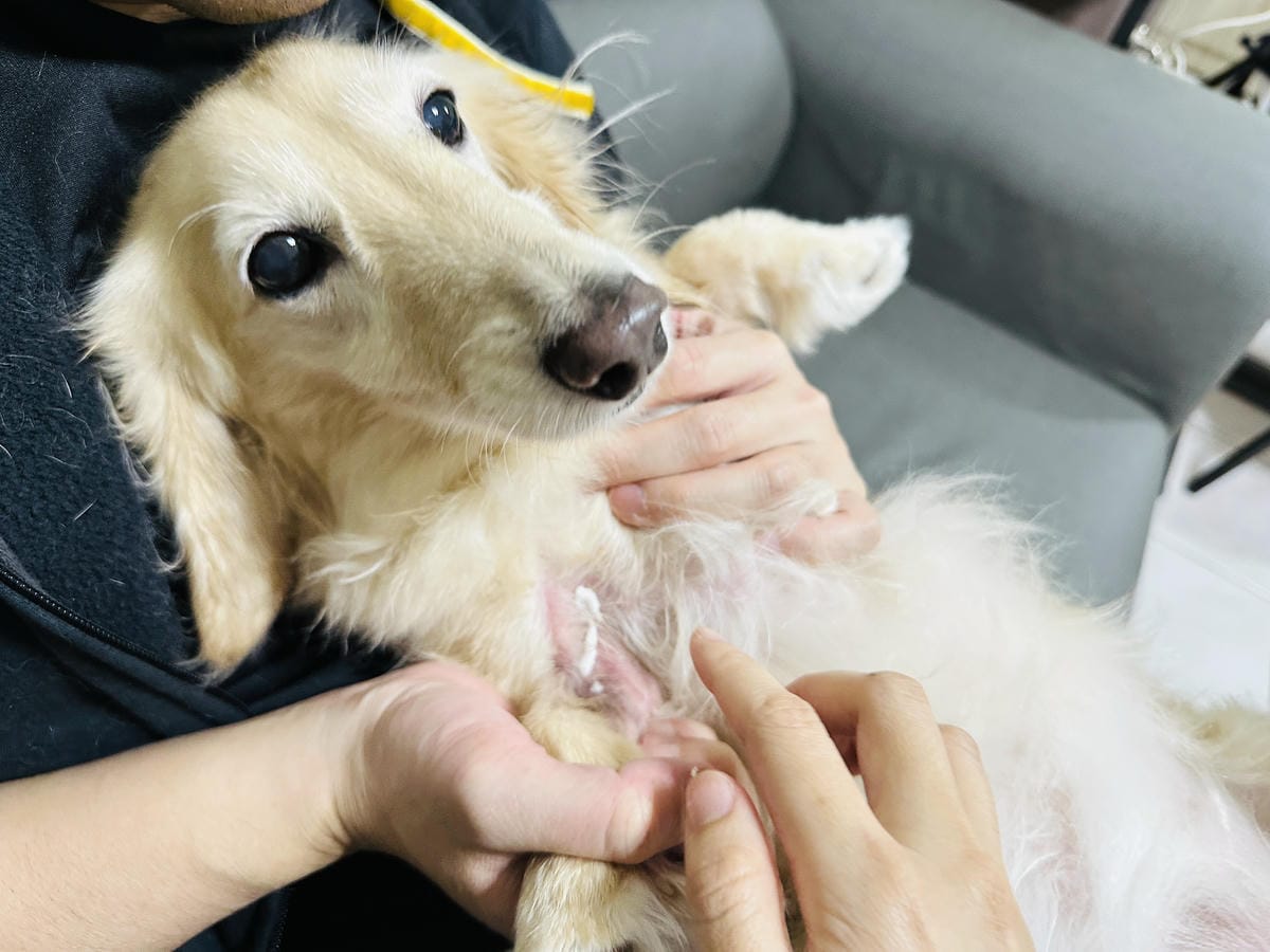 20250423【歸毛家族】寵物肌膚救星『舒敏保濕洗毛乳』+