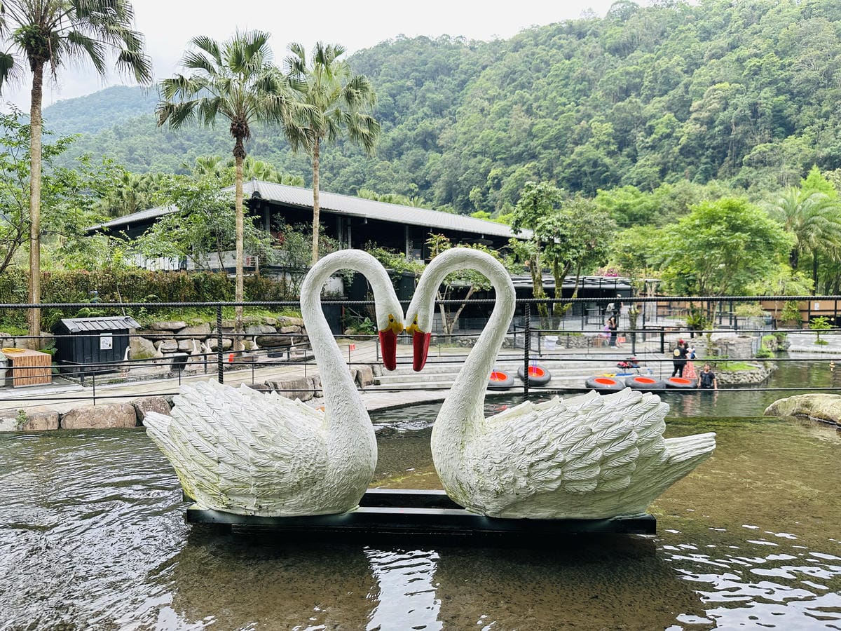 【鳳梨屋水上莊園】宜蘭員山超人氣親子景點!一泊三食住進落羽松
