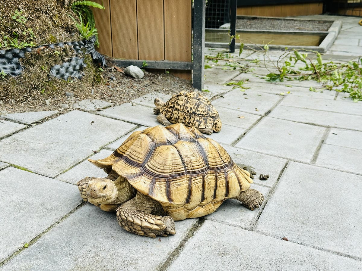 【鳳梨屋水上莊園】宜蘭員山超人氣親子景點!一泊三食住進落羽松