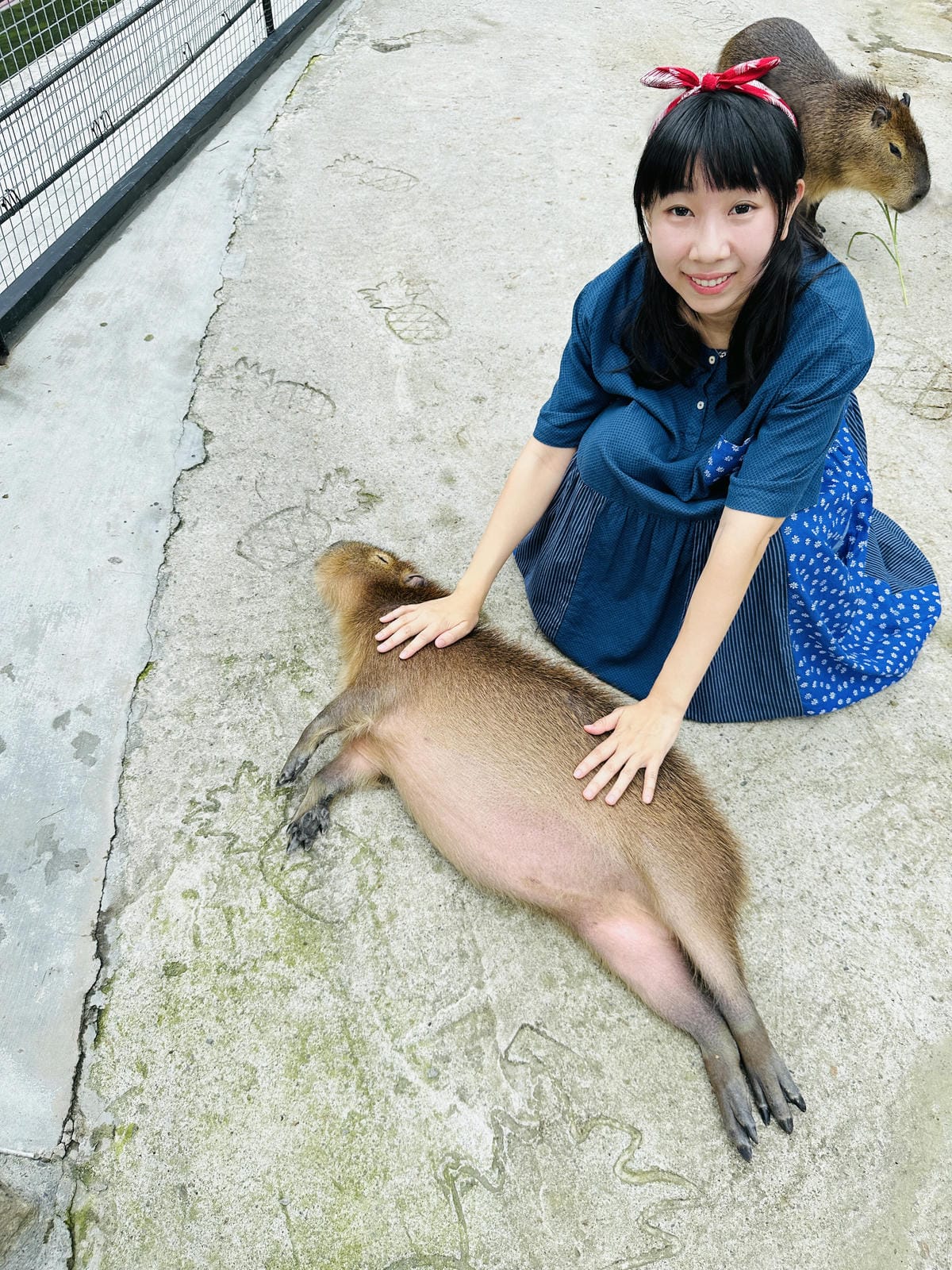 【鳳梨屋水上莊園】宜蘭員山超人氣親子景點!一泊三食住進落羽松