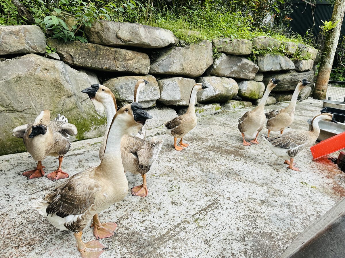 【鳳梨屋水上莊園】宜蘭員山超人氣親子景點!一泊三食住進落羽松