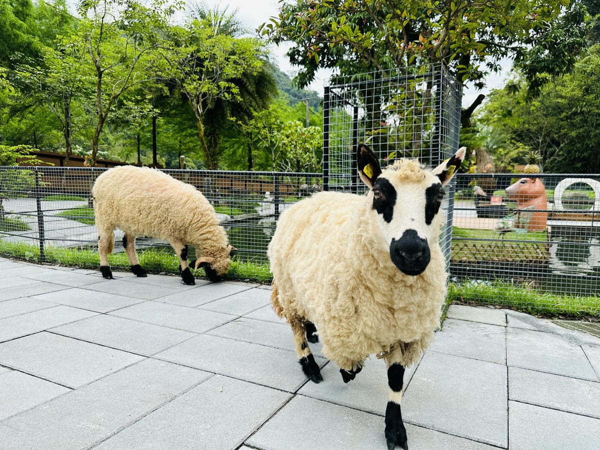 【鳳梨屋水上莊園】宜蘭員山超人氣親子景點!一泊三食住進落羽松