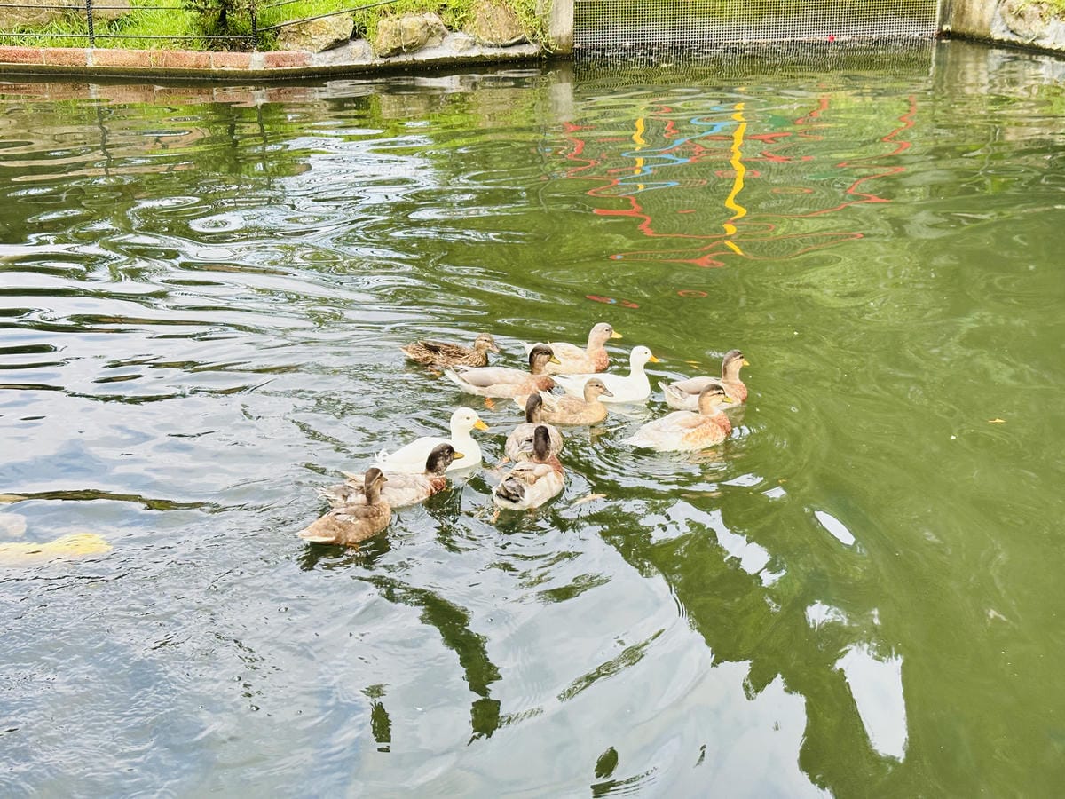 【鳳梨屋水上莊園】宜蘭員山超人氣親子景點!一泊三食住進落羽松