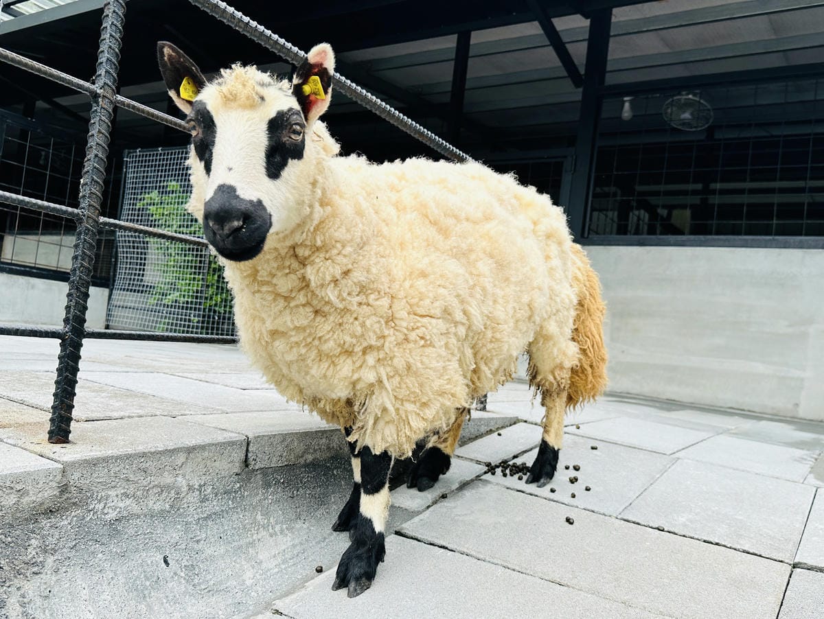 【鳳梨屋水上莊園】宜蘭員山超人氣親子景點!一泊三食住進落羽松