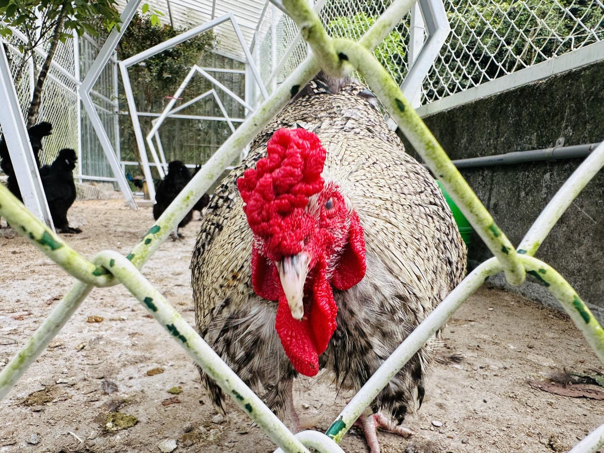 【鳳梨屋水上莊園】宜蘭員山超人氣親子景點!一泊三食住進落羽松