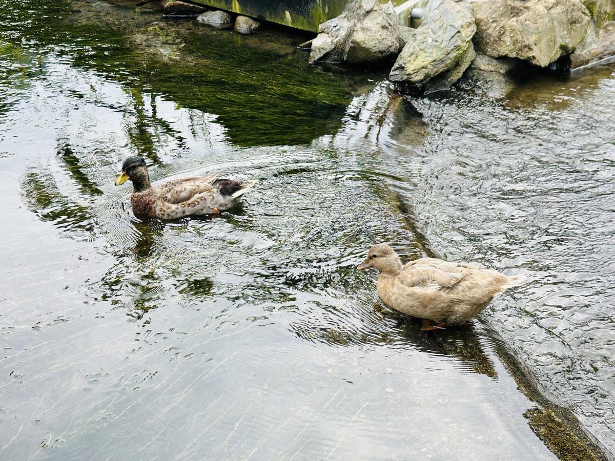 【鳳梨屋水上莊園】宜蘭員山超人氣親子景點!一泊三食住進落羽松