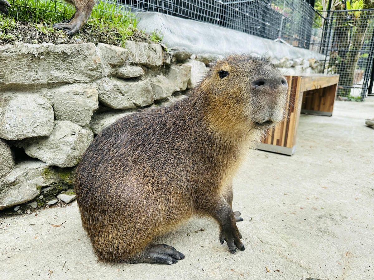 【鳳梨屋水上莊園】宜蘭員山超人氣親子景點!一泊三食住進落羽松