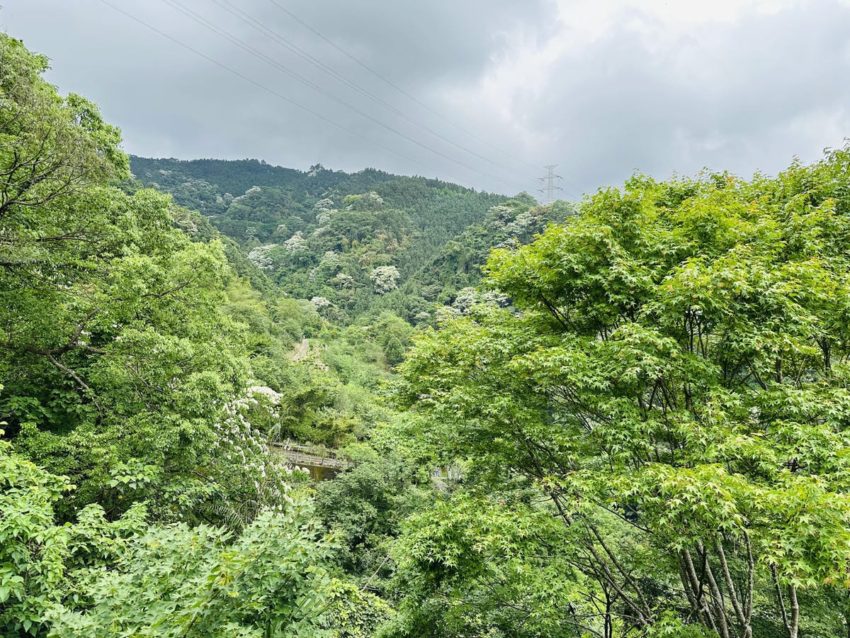 【山行寄野山行玫瑰】苗栗南庄山林秘境民宿與景觀咖啡廳,靜謐