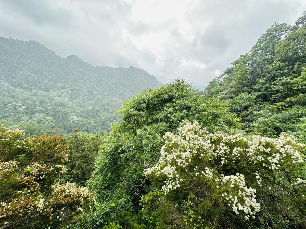 【山行寄野山行玫瑰】苗栗南庄山林秘境民宿與景觀咖啡廳,靜謐