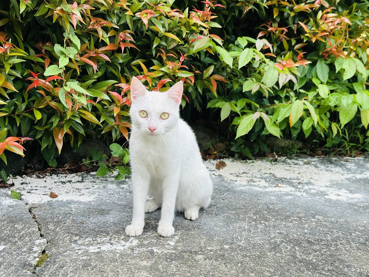 【山行寄野山行玫瑰】苗栗南庄山林秘境民宿與景觀咖啡廳,靜謐