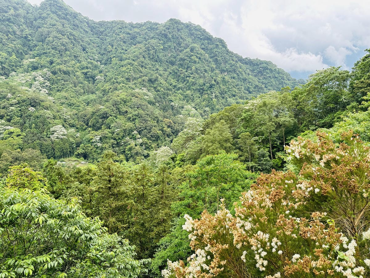 【山行寄野山行玫瑰】苗栗南庄山林秘境民宿與景觀咖啡廳,靜謐