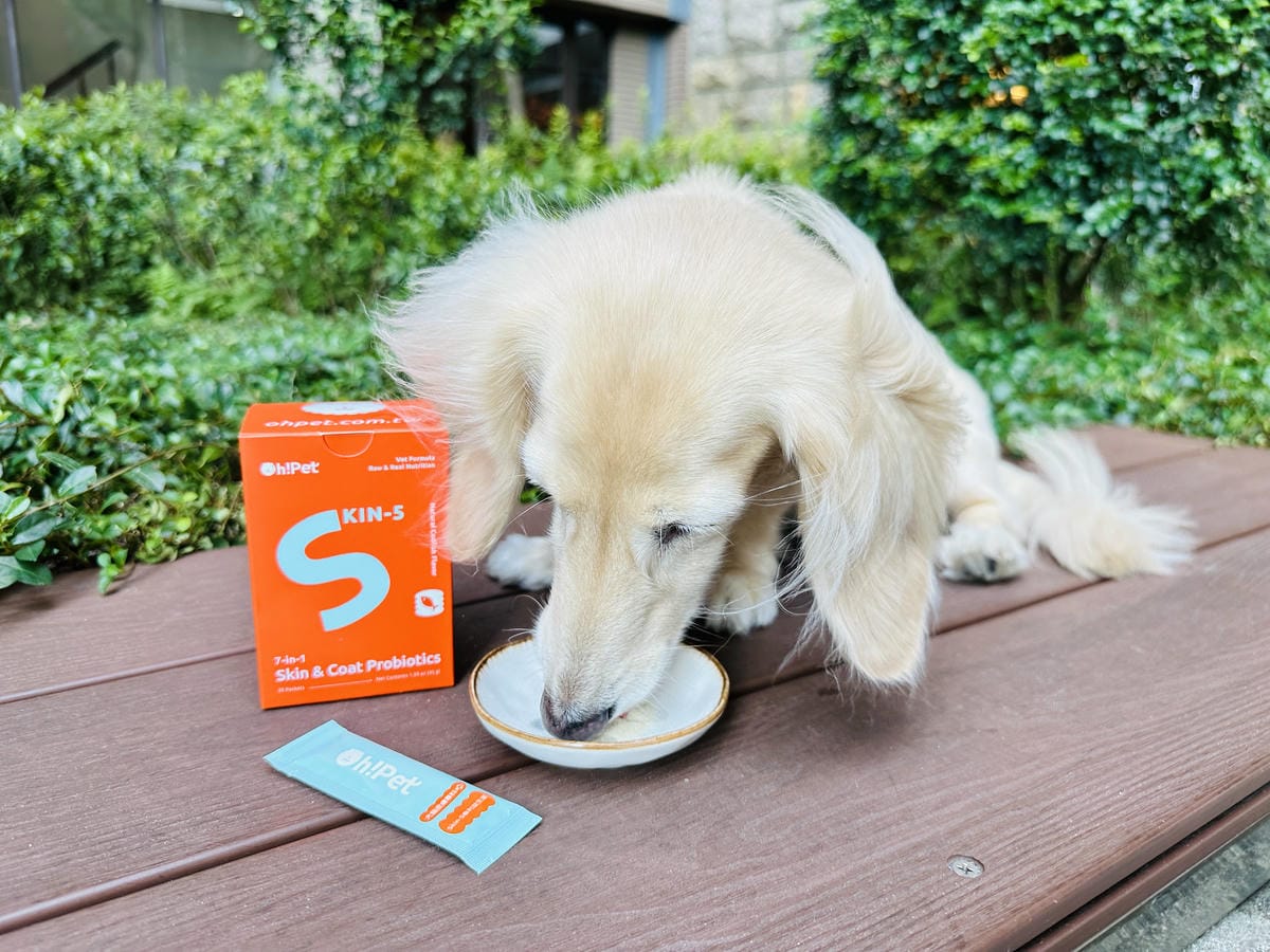 【Oh!Pet】狗狗益生菌+關節保健實測小臘腸咪咪日常補