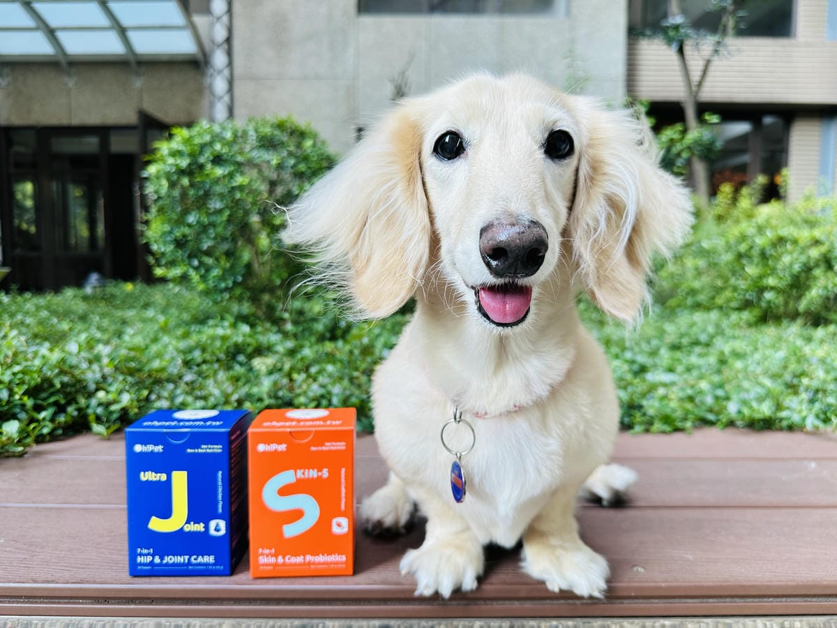 【Oh!Pet】狗狗益生菌+關節保健實測小臘腸咪咪日常補