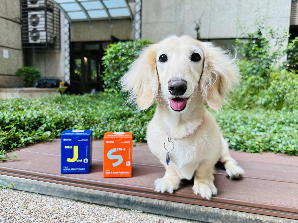 【Oh!Pet】狗狗益生菌+關節保健實測小臘腸咪咪日常補