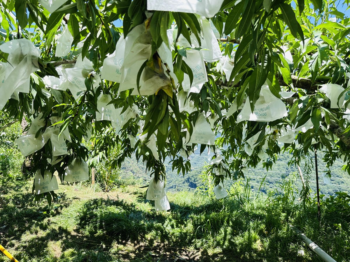 2025探索北橫必玩!「靜謐放鬆之旅-採果之旅」體驗分享水