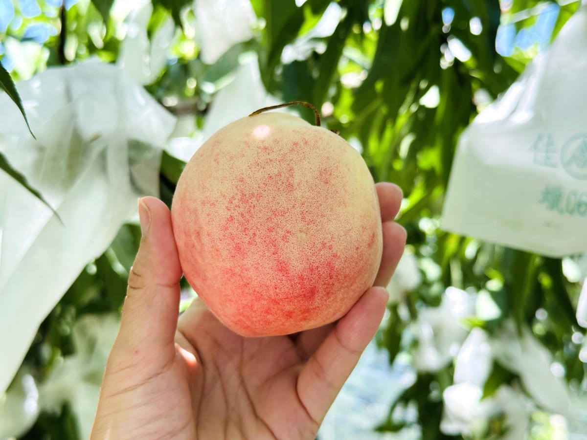 2025探索北橫必玩!「靜謐放鬆之旅-採果之旅」體驗分享水