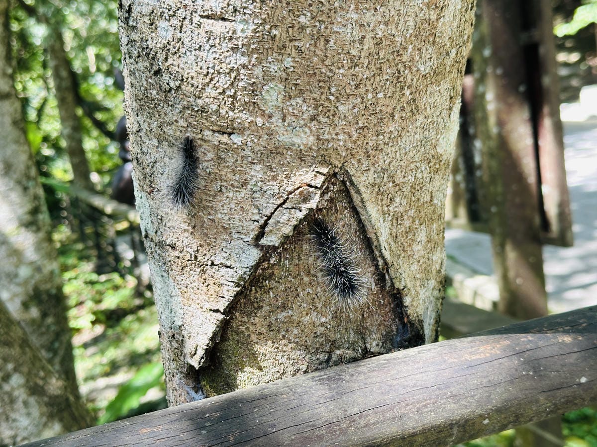 2025探索北橫必玩!「靜謐放鬆之旅-採果之旅」體驗分享水