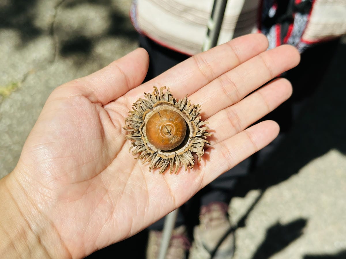 2025探索北橫必玩!「靜謐放鬆之旅-採果之旅」體驗分享水