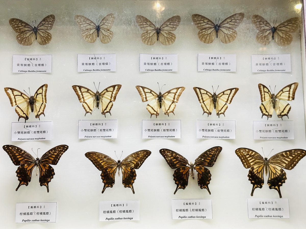 2025探索北橫必玩!「靜謐放鬆之旅-採果之旅」體驗分享水