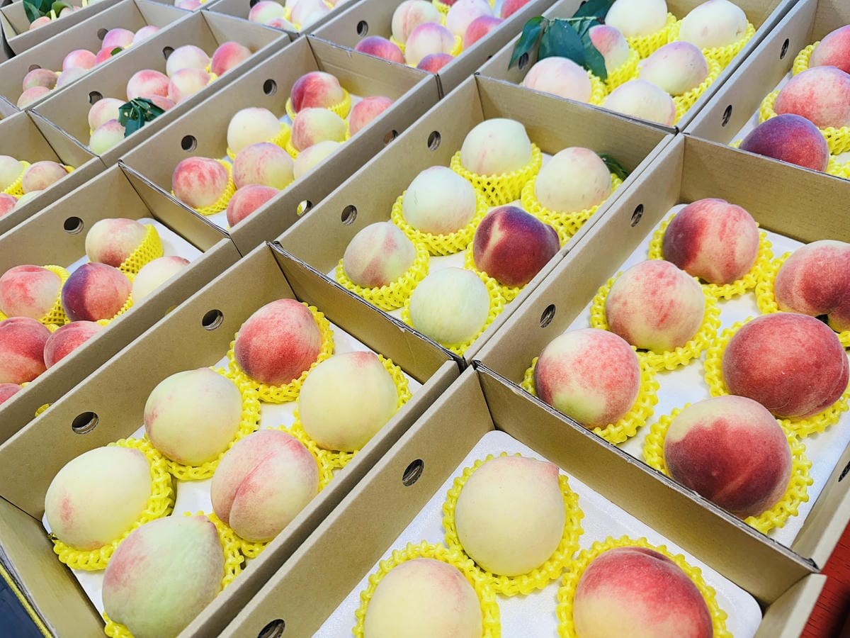 2025探索北橫必玩!「靜謐放鬆之旅-採果之旅」體驗分享水