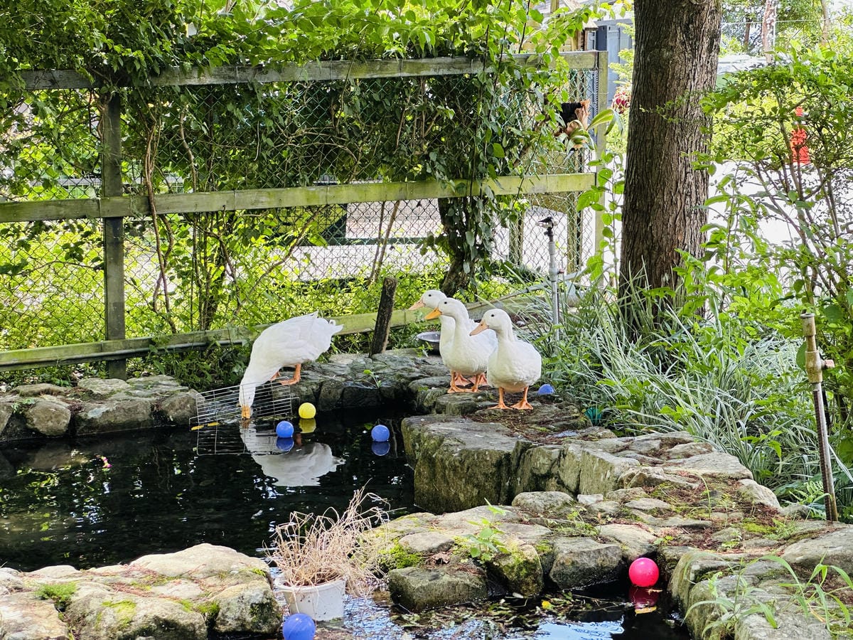 【鷗漫景觀農場露營區】宜蘭礁溪親子露營推薦!手作課程、生態導