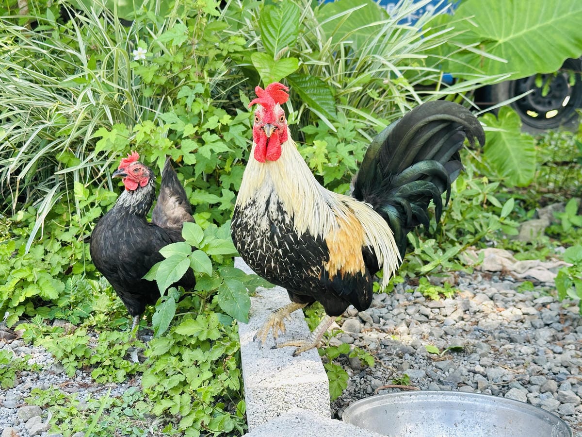 【鷗漫景觀農場露營區】宜蘭礁溪親子露營推薦!手作課程、生態導