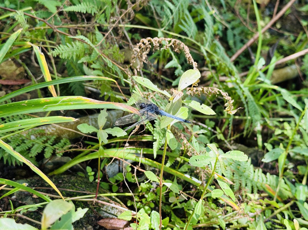 【鷗漫景觀農場露營區】宜蘭礁溪親子露營推薦!手作課程、生態導