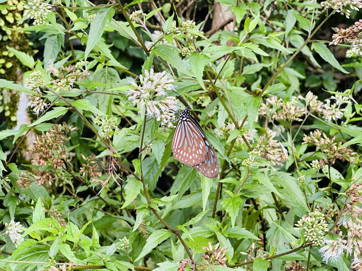 【鷗漫景觀農場露營區】宜蘭礁溪親子露營推薦!手作課程、生態導