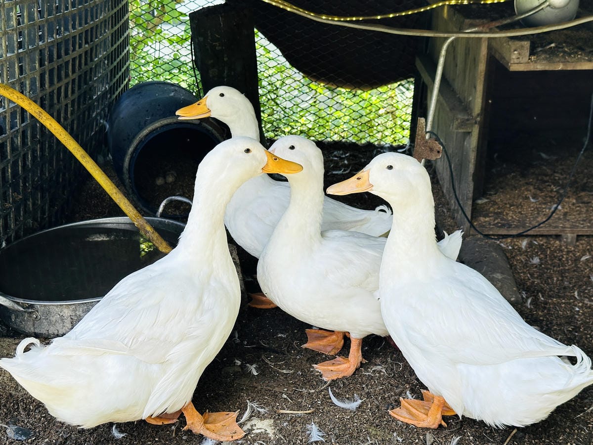 【鷗漫景觀農場露營區】宜蘭礁溪親子露營推薦!手作課程、生態導